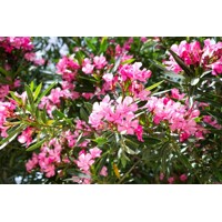Oleander oby?ajný  - Nerium oleander - Bledo ružová -90/100cm