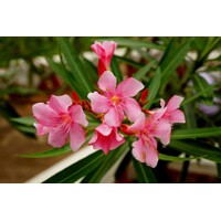 Oleander oby?ajný  - Nerium oleander - Bledo ružová -90/100cm