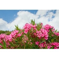Oleander oby?ajný  - Nerium oleander - Bledo ružová -90/100cm