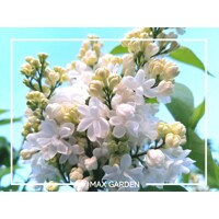 Orgován oby?ajný - Syringa vulgaris 'Mme Lemoine'  - na 90/100cm kmeni