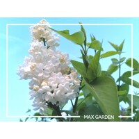 Orgován oby?ajný - Syringa vulgaris 'Mme Lemoine'  - na 90/100cm kmeni