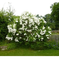 Orgován oby?ajný - Syringa vulgaris 'Mme Lemoine'  - na 90/100cm kmeni