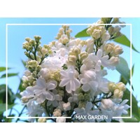 Orgován oby?ajný - Syringa vulgaris 'Mme Lemoine'  - na 90/100cm kmeni