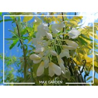 Vistéria japonská - Wisteria brachybotrys ´Shiro Kapitan Fuji´ - 160+cm