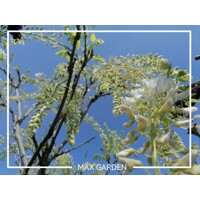 Vistéria japonská - Wisteria brachybotrys ´Shiro Kapitan Fuji´ - 160+cm