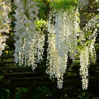 Vistéria japonská - Wisteria brachybotrys ´Shiro Kapitan Fuji´ - 160+cm