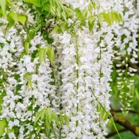 Vistéria japonská - Wisteria brachybotrys ´Shiro Kapitan Fuji´ - 160+cm