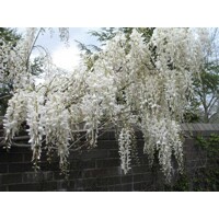 Vistéria japonská - Wisteria brachybotrys ´Shiro Kapitan Fuji´ - 160+cm