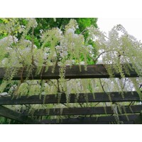 Vistéria japonská - Wisteria brachybotrys ´Shiro Kapitan Fuji´ - 160+cm