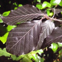 Fagus sylvatica ‘Black Swan’ – previsnutý buk s purpurovým listom | Maxgarden