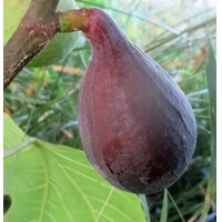 Figovník - Ficus carica ´Lungo Del Portogallo´- na 80/90cm kmeni