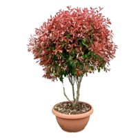 ?ervienka, Fotínia - Photinia fraseri ´Red Robin´ - 150/170 cm - viackme? hríbik