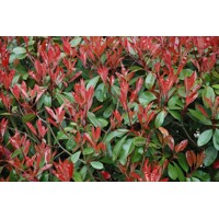 ?ervienka, Fotínia - Photinia fraseri ´Red Robin´ - 150/170 cm - viackme? hríbik