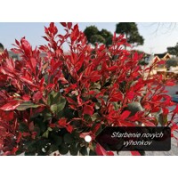 ?ervienka, Fotínia - Photinia fraseri ´Red Robin´ - 150/170 cm - viackme? hríbik