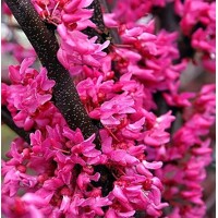 Judášovec kanadský - Cercis canadensis 'Rising Sun' - 60/80cm