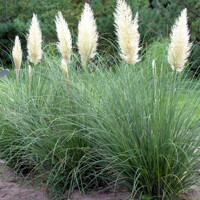Pampová tráva - Cortaderia selloana