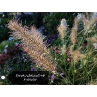 Perovec psiarkovitý  - Pennisetum alopecuroides ´Japonicum´