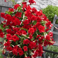 Mandevilla hybrida ´Velvet Red´ - zavesný kvetiná?