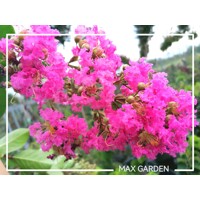 Myrta krepová ružová- Lagerstroemia indica ´Ružová´ -400+cm - VIACKME?