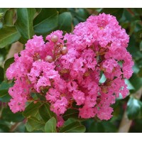 Myrta krepová ružová- Lagerstroemia indica ´Ružová´ -400+cm - VIACKME?