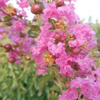 Myrta krepová ružová- Lagerstroemia indica ´Ružová´ -400+cm - VIACKME?