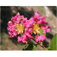 Myrta krepová ružová- Lagerstroemia indica ´Ružová´ -400+cm - VIACKME?