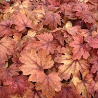 Heuchera americana ’Sweet Tea´ P13