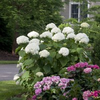 Hortenzia - Hydrangea arborescens 'Strong Annabelle'