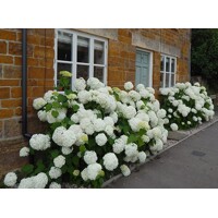 Hortenzia - Hydrangea arborescens 'Strong Annabelle'