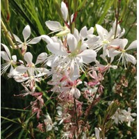 Gaura lindheimeri ´Geyser White´
