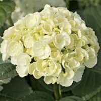 Hortenzia kalinolistá - Hydrangea macrophylla 'Curly Wurly White'